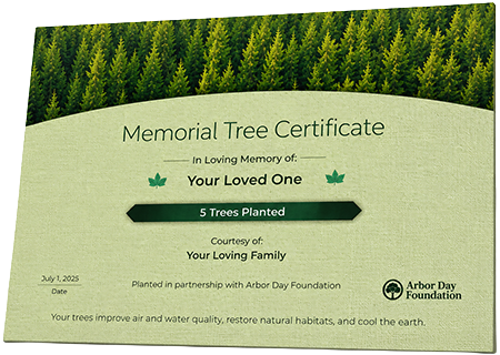 Plant Trees in Memory of Luis Inocente Gonzalez